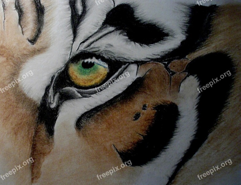 Tiger Eye Artwork Pastel Free Photos