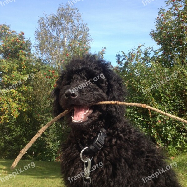 Dog Labradoodle Stick Summer Garden