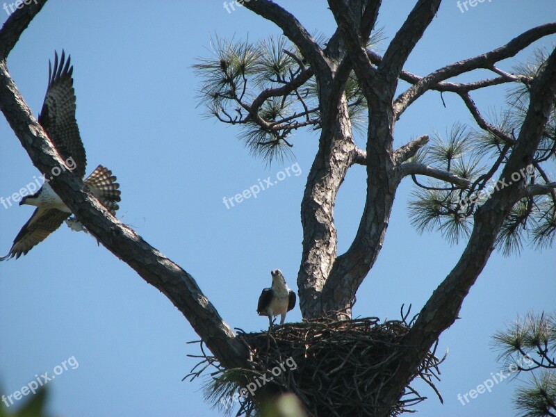 Sky Bird Osprey Nest Three