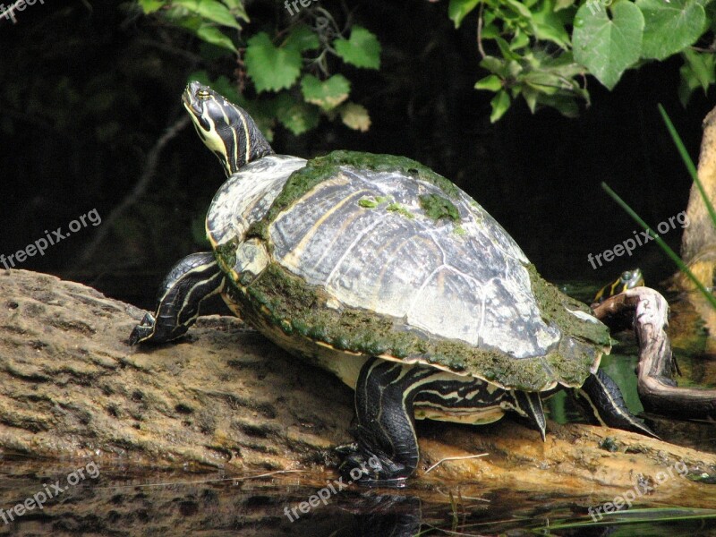 Turtle River Water Three Free Photos