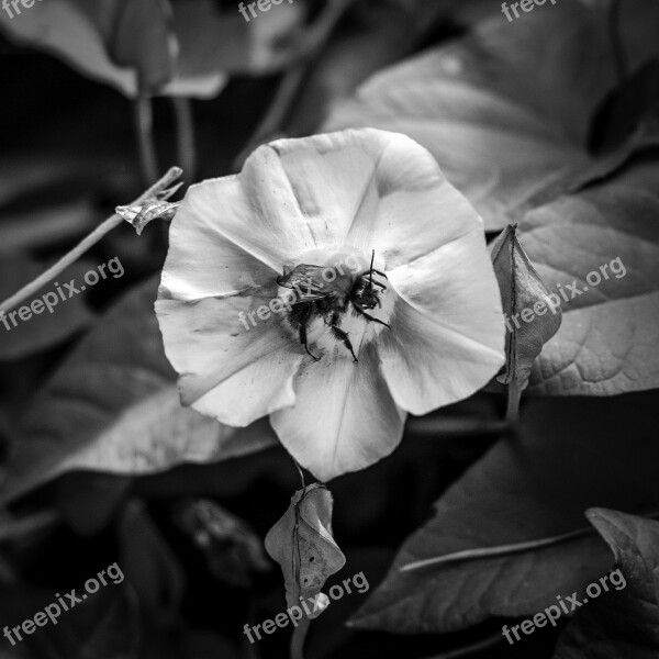 Nature Flower Insect Bumblebee Summer