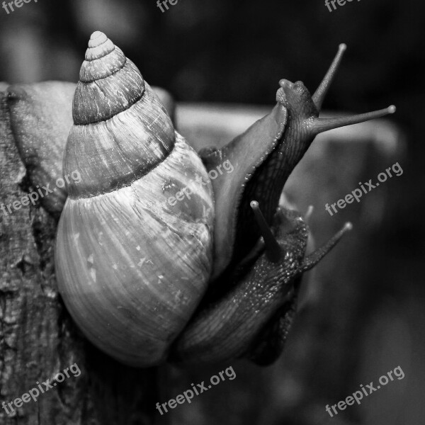 Snails Achatina African Slugs Couple