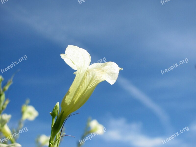 Flower Beach White Nature Beautiful