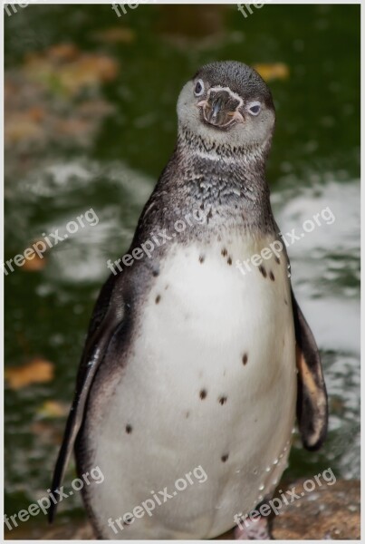 Penguin Curious Bird Water Bird Penguin Pool