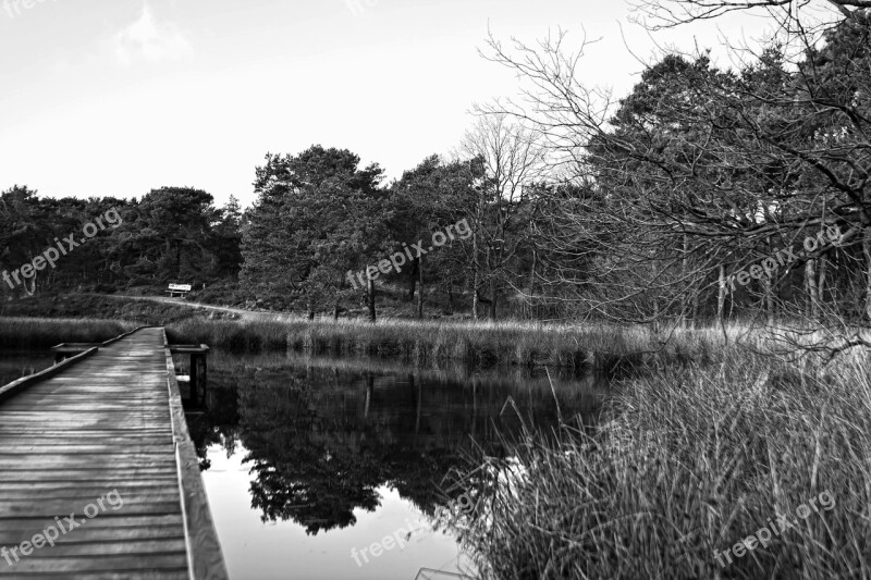 Lake Web Black And White Mourning Lonely