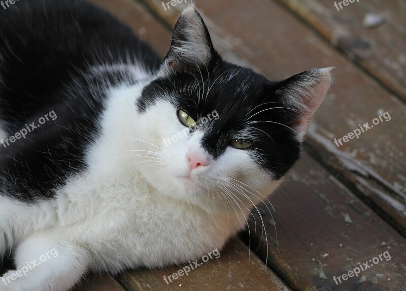 Cat Lazy Black And White Quadruped Cat Face