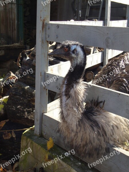 Ostrich Zoo Valliere Free Photos