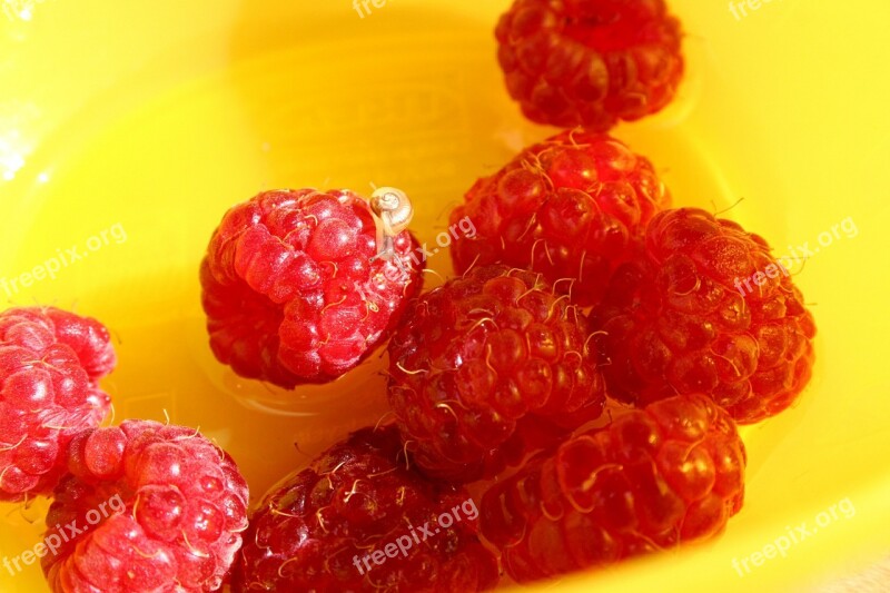 Raspberries Snail Fruits Berries Vitamins