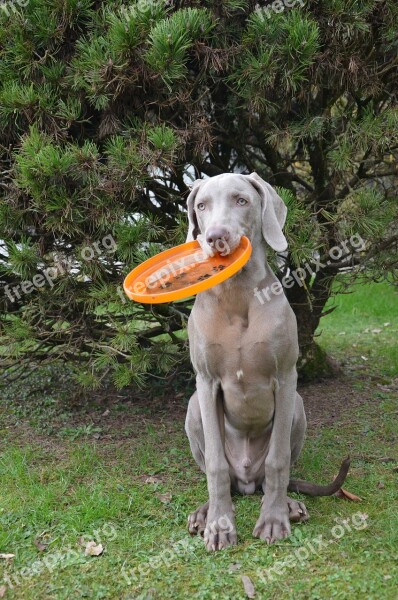 Dog Puppy Hound Weimaraner Frisbee