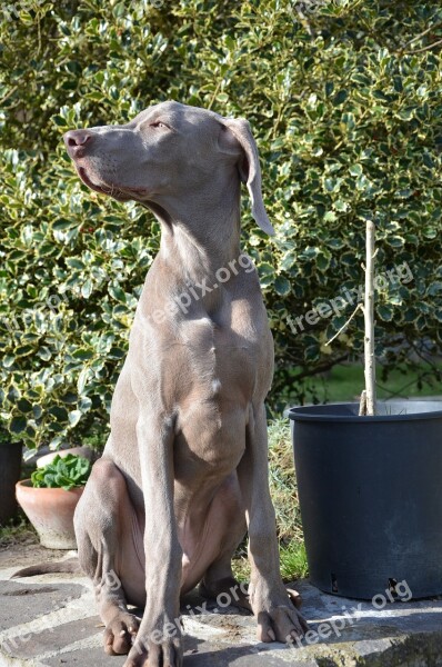 Dog Puppy Hound Weimaraner Eyes