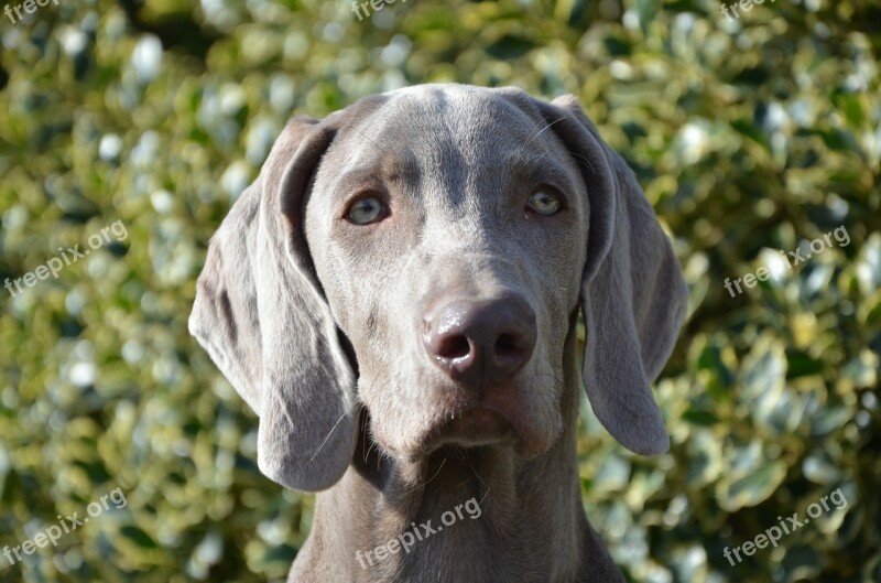 Dog Puppy Hound Weimaraner Eyes