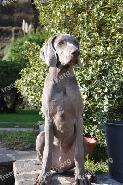 Dog Puppy Hound Weimaraner Eyes