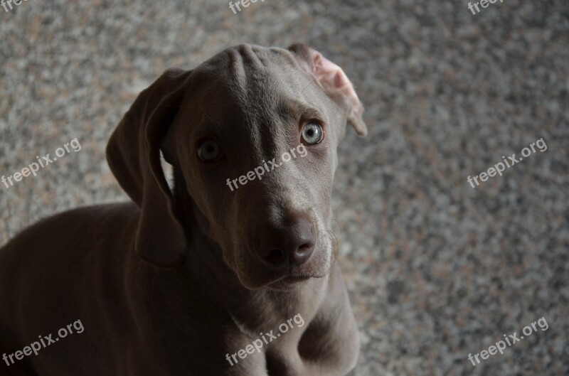 Dog Puppy Hound Weimaraner Eyes