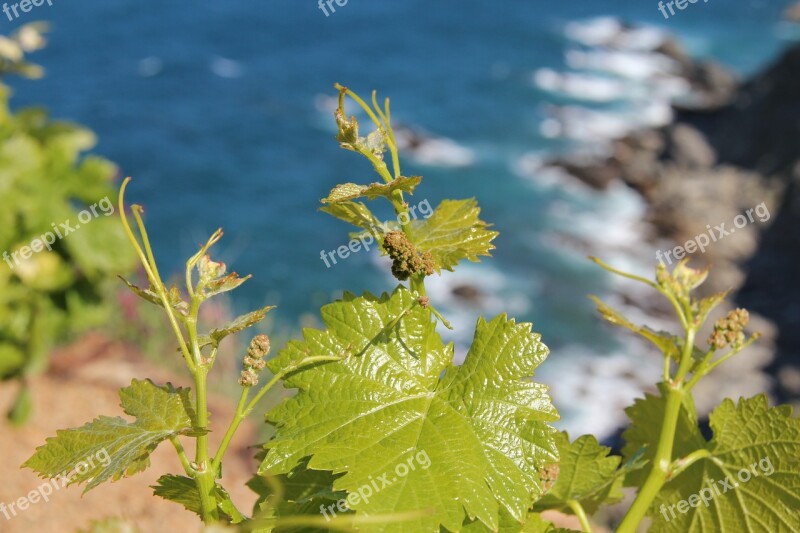 Green Leaf Vine Reason Sea