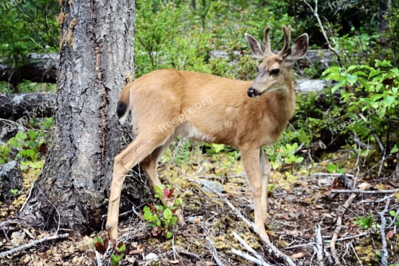 Deer Antlers Forest Wildlife Nature