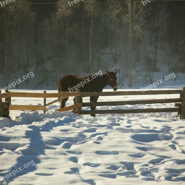 Horse Fence Farm Winter Prairies