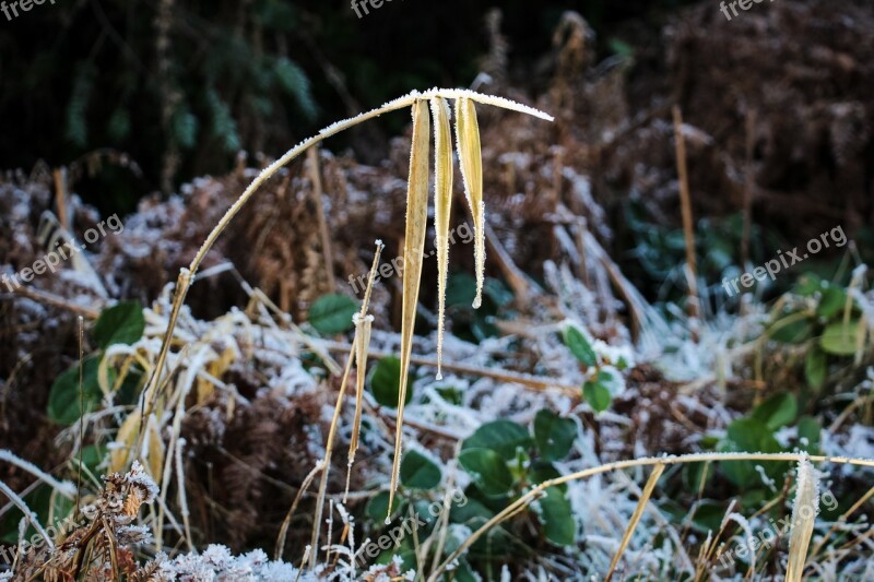 Frost Leaves Nature Outdoors Winter