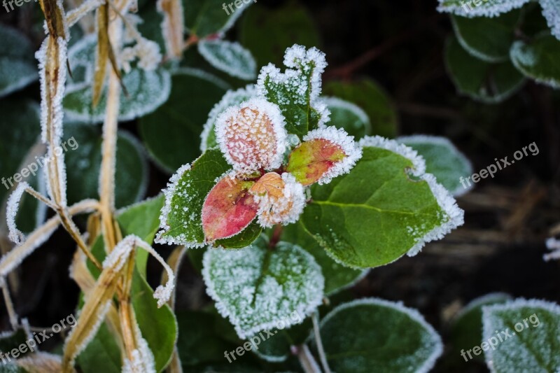 Frost Plant Leaves Winter Seasonal