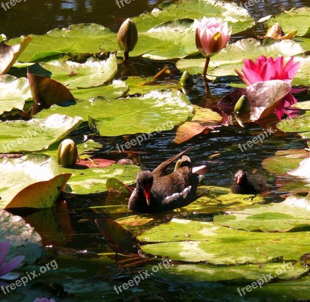 Water Lilies Lilies Water Pond Monet Garden