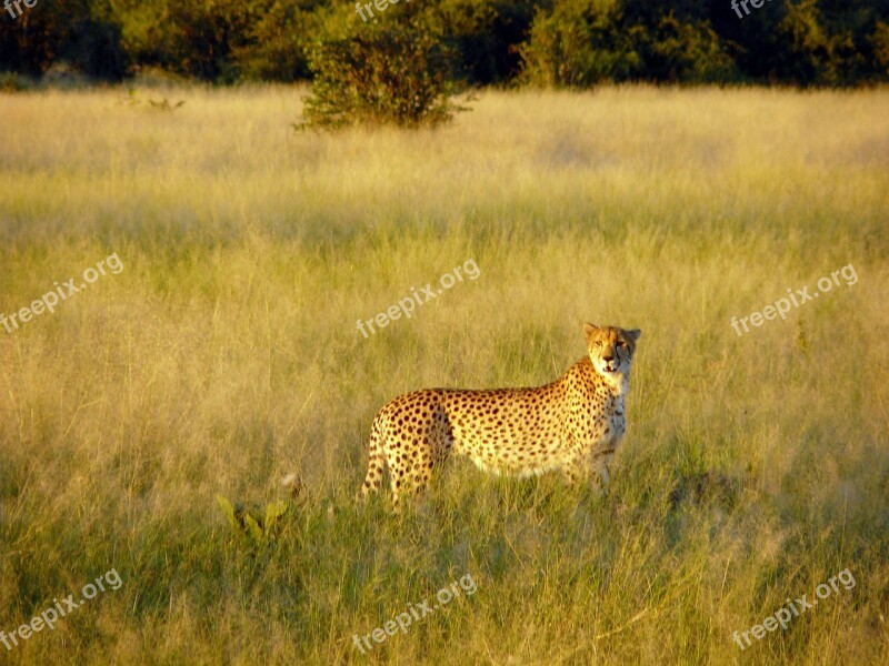 Cheetah African Bush Savannah Big Cat Feline