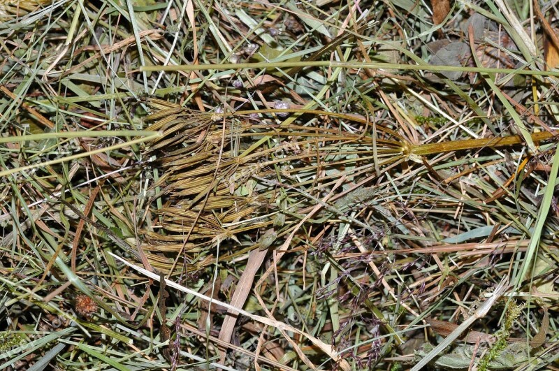 Hay Grass Alpine Meadows Pet Food Close Up