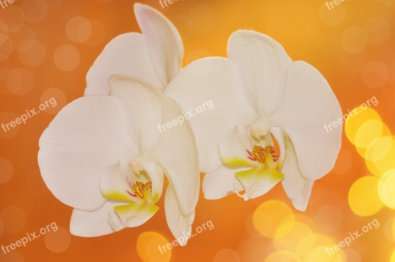 Orchid Flowers Flower Plant White