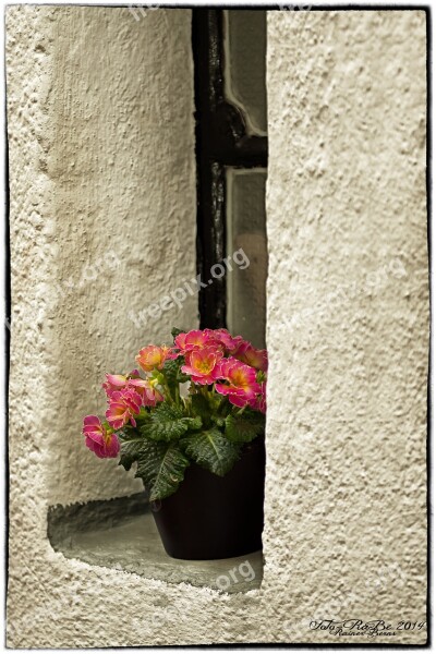 Window Primrose Flower Blossom Bloom