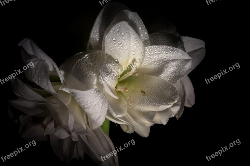 Amaryllis Flower Close Up Amaryllis Plant Plant