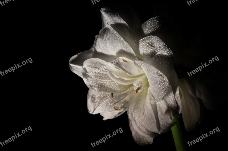 Amaryllis Flower Close Up Amaryllis Plant Plant