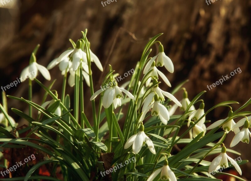 Snowdrop Flowers White Blossom Bloom