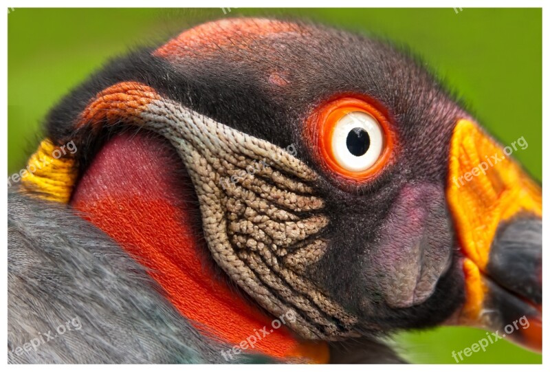 King Vulture Bird Bird Of Prey Colorful Raptor