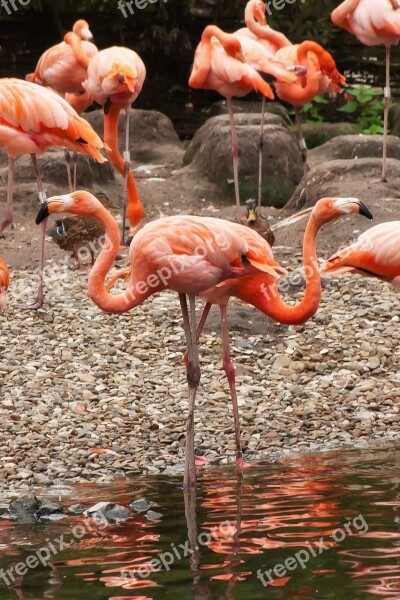 Flamingo Pride Bird Animal Elegant