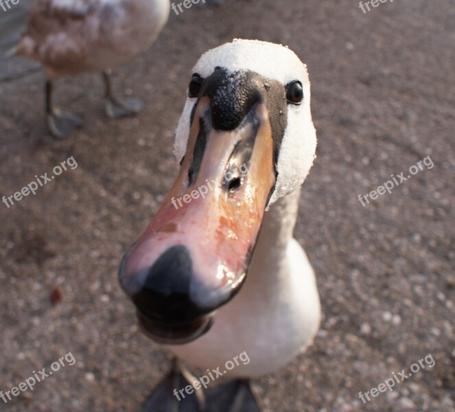 Water Bird Swans Bird Nature Duck Bird