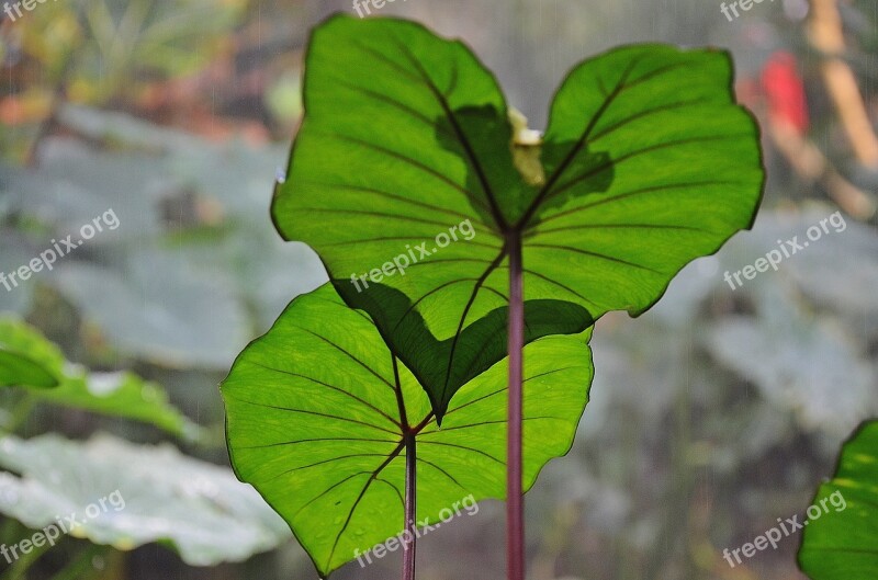 Leaf Nature Natural Plant Green