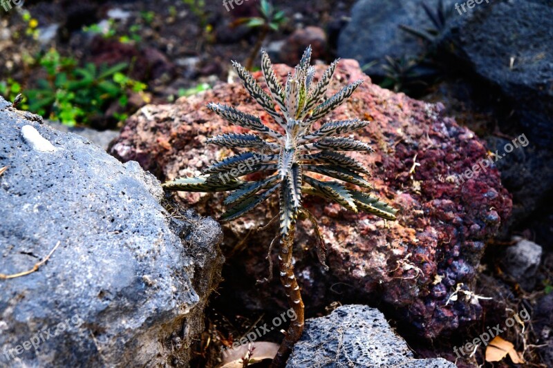 El Salvador Desert Flower Rocks Stem Nature