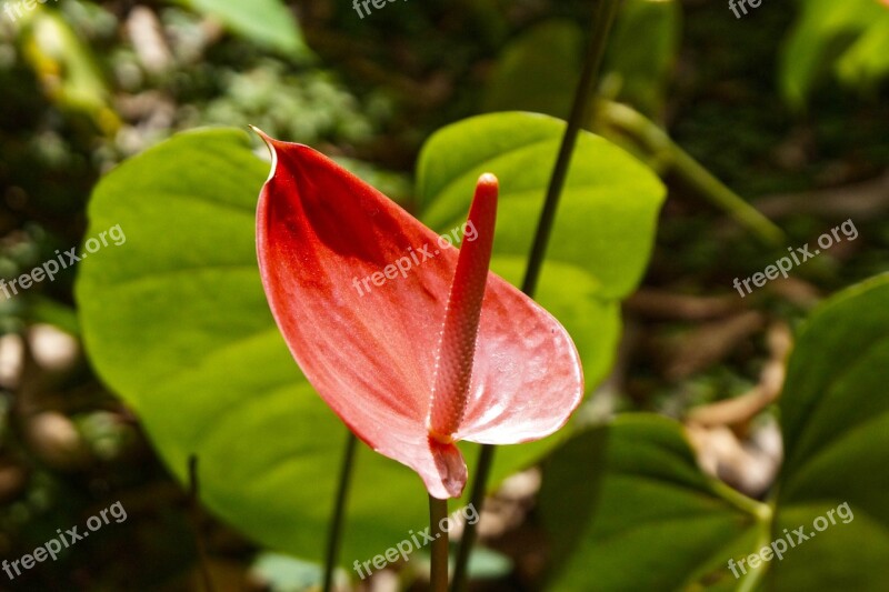 Flower Stem Rosa Leaf Nature