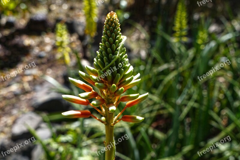 Desert Flower El Salvador Stem Red Green