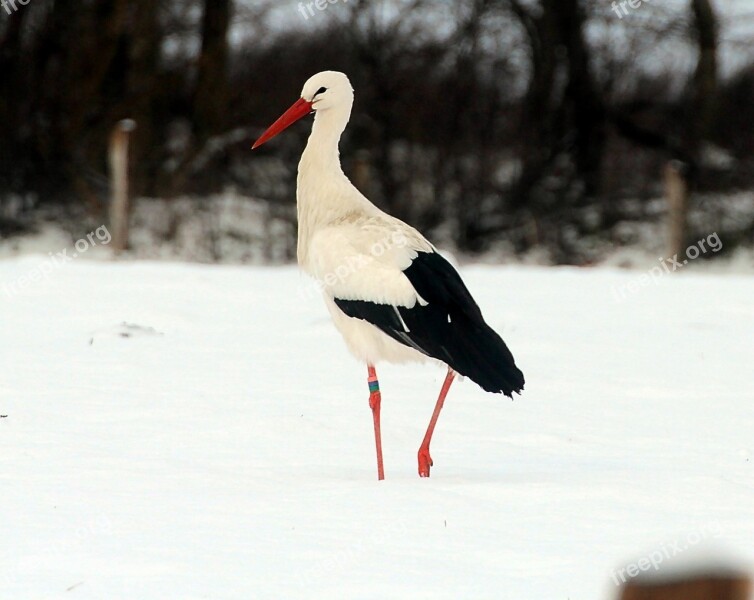 Storks White Stork Bird Animals Bill