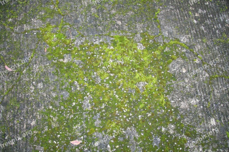 Moss Green Nature Free Photos