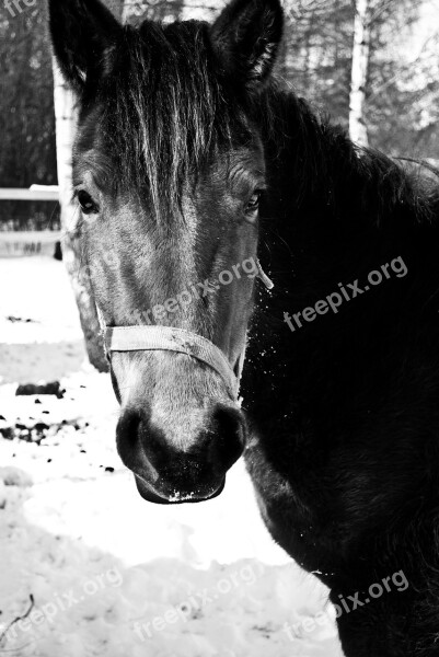 The Horse Winter Animal Horse Landscape