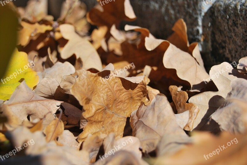 Foliage Withered Brown Autumn Free Photos