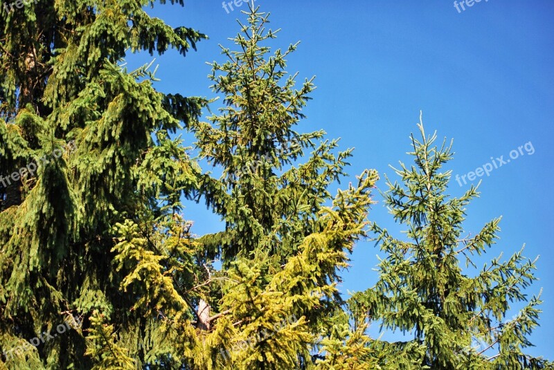 Plants Coniferous Green Spruce Free Photos