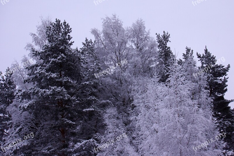 Snow Winter Landscape Branches Tree