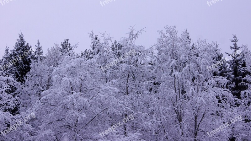 Snow Winter Landscape Branches Tree