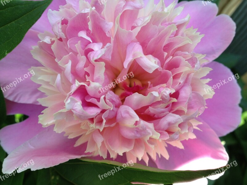 Flower Peony Pink Nature Blossom