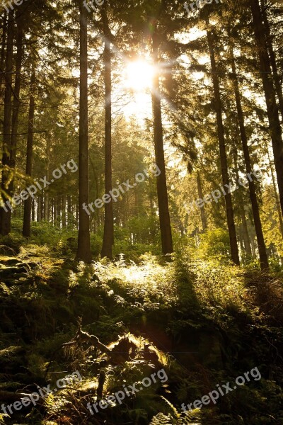 Forest Sun Nature Light Shadow