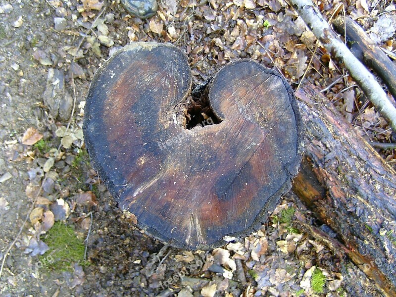 Nature Log Heart Forest Emotion