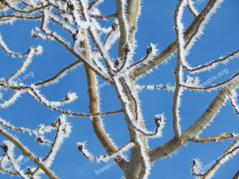 Branch Tree Hoarfrost Nature Blue