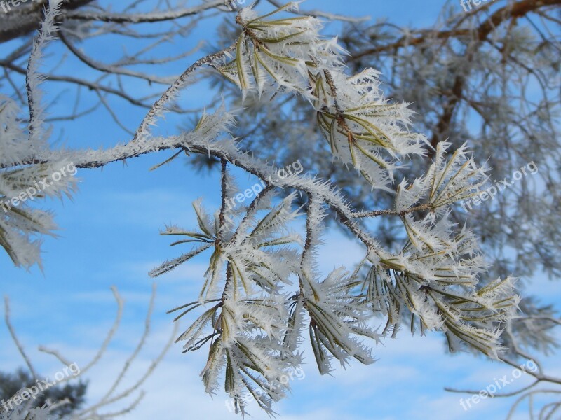 Tree Branch Hoarfrost Winter Snow