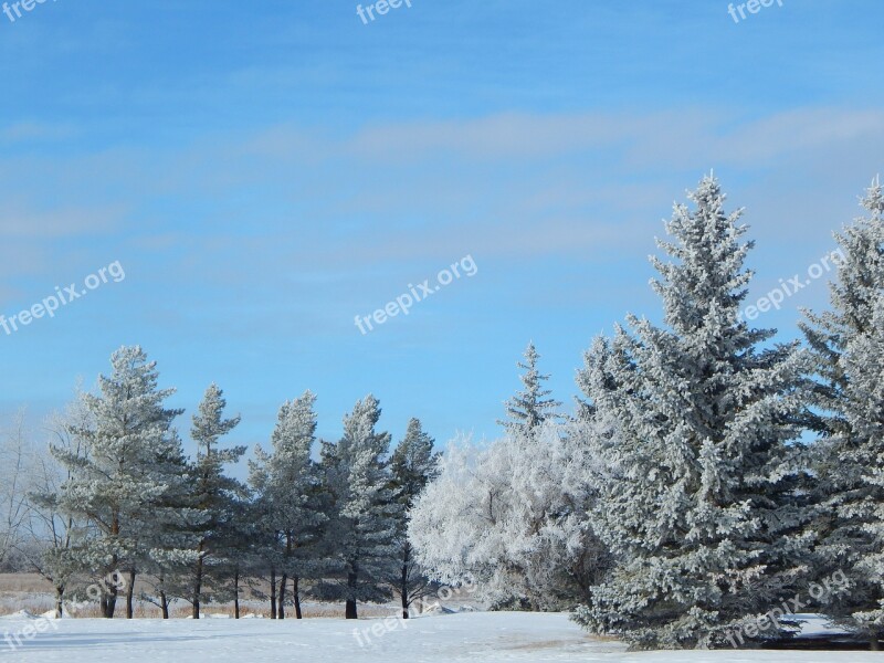 Trees Forest Woods Fir Snow